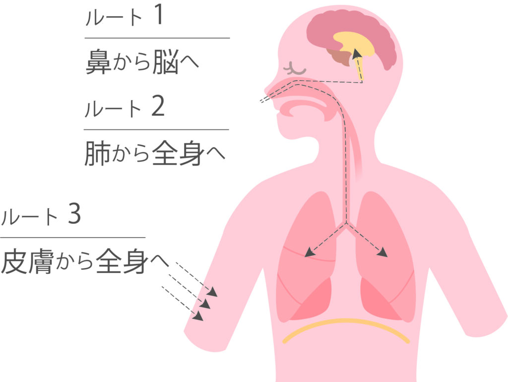 アロマのルート